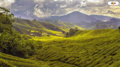 Bangladesh Tea Production: চাহিদা বাড়ছে চায়ের, উৎপাদনে কোন স্থানে বাংলাদেশ?