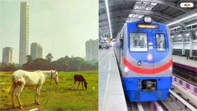 Joka BBD Bag Metro: ময়দানে গাছের ভবিষ্যৎ ঝুলে থাকল হাইকোর্টে