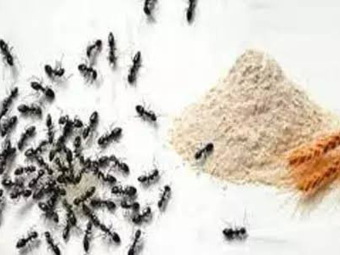 चींटियों को खिलाएं आटा