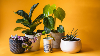 वक्त नहीं मिलता तो कम देखभाल वाले इन 5 पौधों को लगाकर देंखे, गर्मियों में भी हरा-भरा रहेगा घर