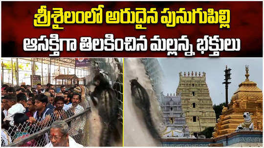 a rare animal appears in srisailam devotees surprised to see that