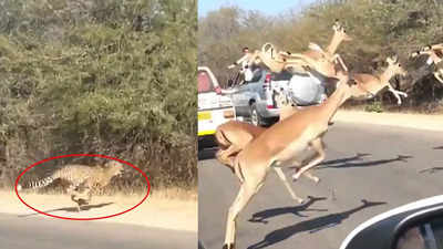 Cheetah-Deer Video: चीता ने किया पीछा तो हवा में उड़ते नजर आने लगे हिरण, सड़क पर दिखा हैरान कर देने वाला नजारा
