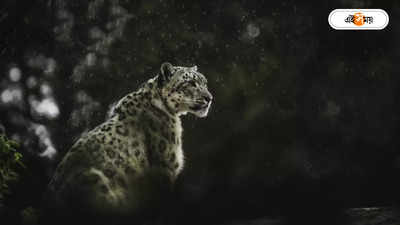 Snow Leopard : ভূস্বর্গেও স্নো লেপার্ড! বাঙালির ফিল্ড ওয়ার্কে প্রথম প্রামাণ্য ছবি