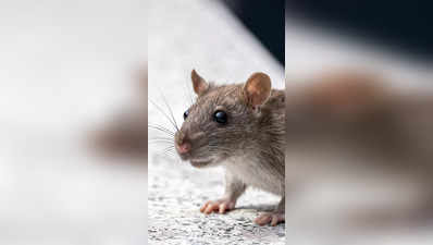 घरातील उंदरांपासून त्वरित सुटका करण्याचे सोपे उपाय