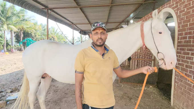 देशातील नुकरा प्रजातीमधील सर्वात उंच घोडा बारामतीच्या इंदापूरमध्ये, तरुणाने घोडे व्यवसायात करियर करत अतिउच्च दर्जाचे घोडे पाळण्याची साधली किमया