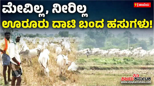 drought in koppal javari breed cattles travel hundreds of kilometre to haveri tungabhadra for water fodder
