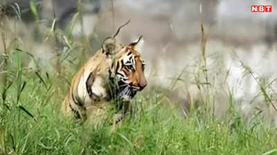 बिहार: वाल्मीकि टाइगर रिजर्व में लें जंगल सफारी का आनंद, कम खर्च में देखें बाघ, जानिए VTR का पैकेज