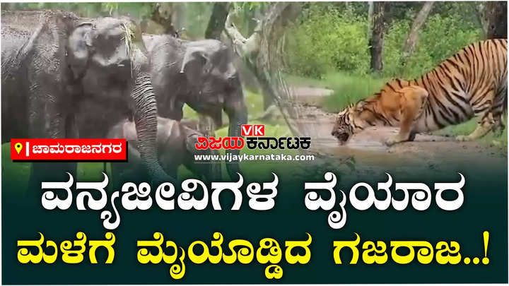 elephants tigers bears seen in the rain in the forest in bandipur video viral