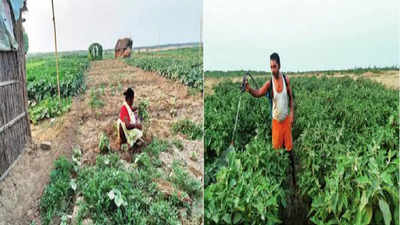 Mata Ground Report: आतबट्ट्याची शेती, पिचलेला शेतकरी; बिहार सरकारच्या उदासीन धोरणांमुळे शेतकरी बनले मजूर