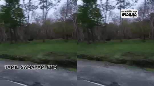 bear roaming roadside video