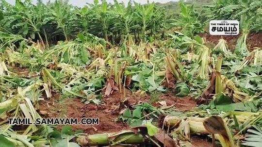 wild elephants damaged banana trees