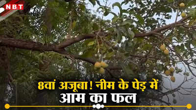 MP News: एमपी में मंत्री के बंगले में गजब हो गया, नीम के पेड़ में आम का फल, जिसने भी देखा सभी हैरान