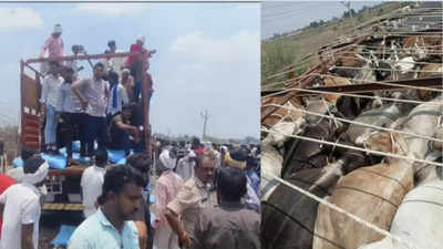 MP News: ट्रक में ठूंसे गए थे 56 मवेशी, भीषण गर्मी से 50 की मौत, एमपी में गौ तस्करी का बड़ा खेल
