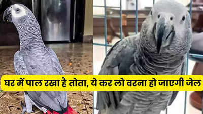 MP News: घर में यदि पाल रखा है इस प्रजाति का पक्षी, तो तुरंत करा लें रजिस्ट्रेशन वरना हो सकती है जेल