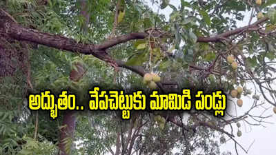 Mangoes On Neem Tree: మంత్రి ఇంట్లో ఇదెక్కడి విచిత్రం.. వేప చెట్టుకు కాసిన మామిడి పండ్లు