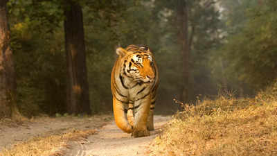 भीषण गर्मी में सड़कों पर बच्चों के साथ घूमने निकले बाघ, औबेदुल्लागंज में कर चुका है शिकार