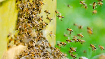 Honey Bee Attack: सिंहगडावर खोडसाळ पर्यटकांचा प्रताप, दगड मारुन मधमाश्यांचे मोहोळ उठवलं, नंतर घडलं असं