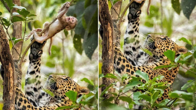 बिबट्यापासून वाचण्यासाठी माकड चढलं झाडावर, पुढे जे घडलं ते पाहून तुमच्याही डोळ्यांत येईल पाणी