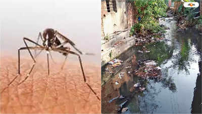 Dengue Surge: ভোটের দাপটে প্রচারে শিথিলতা, বাড়ছে ডেঙ্গি আক্রান্তের সংখ্যা