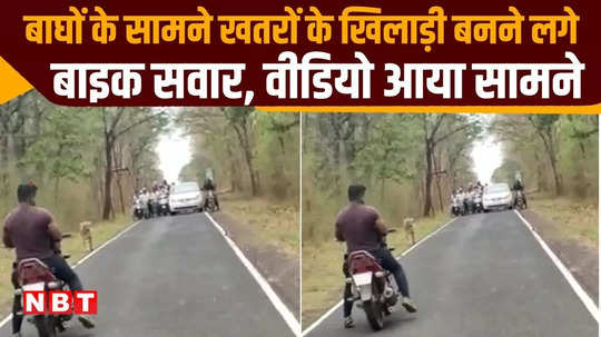 mp news bike riders become dangerous players in front of tigers