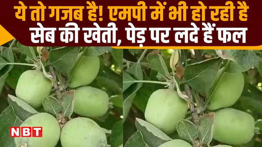 apple is flourishing in madhya pradesh you feel happy after seeing it