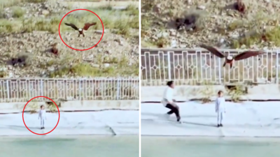 Eagle Attack Video: बच्चे को लेकर उड़ने वाला था बाज, तभी शख्स ने दिखाई होशियारी, रोंगटे खड़े करने वाला वीडियो वायरल