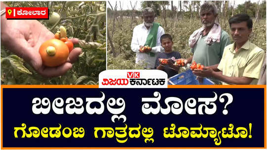 tomato cultivation in kolar damaged low quality yield due to seeds lakhs of rupees loss to farmers
