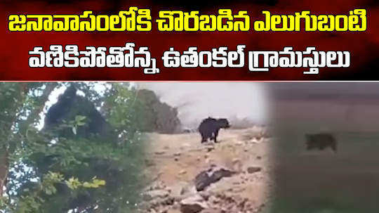 bear enter into village and climb tree at temple of unthakallu to anantapur