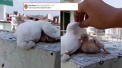 Baby Bird Video: बच्चे को प्रचंड गर्मी से बचाते-बचाते चली गई मां की जान, दिल चीर कर रख देगा यह वीडियो