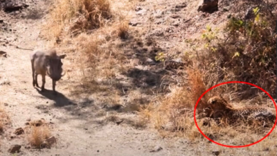 Leopard Ka Video: घास के पीछे छिपकर बैठा था तेंदुआ, जंगली सूअर कुछ समझ पाता उससे पहले ही शिकारी ने कर दिया काम तमाम