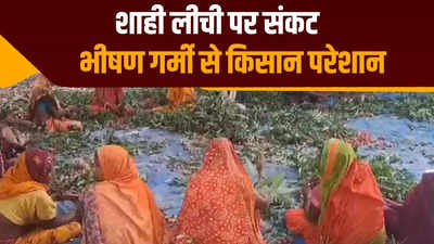 मुजफ्फरपुर की शाही लीची भीषण गर्मी से प्रभावित, फल के झुलसने से किसान प्रभावित