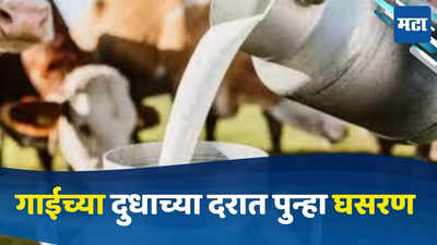 Cow Milk Price : दूध उत्पादक शेतकऱ्यांना मोठा धक्का, गाईच्या दुधाच्या दरात तब्बल इतक्या रुपयांनी झाली घसरण..