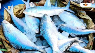 Jamai Sasthi Hilsa Fish Price: বাজারে অমিল ইলিশ? ষষ্ঠীতে জামাই আদর নিয়ে চিন্তায় মধ্যবিত্ত