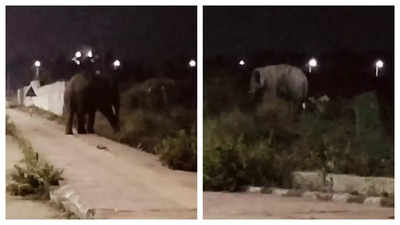 झारखंड विधानसभा के निकट पहुंचा जंगली हाथी, पूरी रात परेशान रही रांची पुलिस