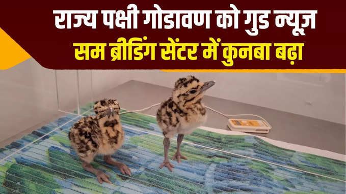 राजस्थान के राज्य पक्षी को लेकर गुड न्यूज़, जैसलमेर के सम में गोडावण का कुनबा बढ़ा