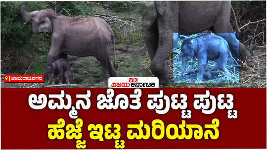 bandipur national park safari wild elephant give birth to baby elephant infront of travelers