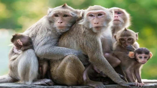 हीट वेव के बीच प्यास बुझाने के लिए बंदरों ने लगा दी कुएं में छलांग, एक साथ 40 की मौत होने बाद मची सनसनी