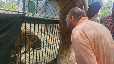 PHOTOS: गोरखपुर जू में दहाड़ मारकर बाघ और बब्बर शेर ने दी योगी को सलामी, गैंडों ने खाया केला 