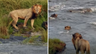 Lions Crossing River: अचानक उफनती नदी में कूद पड़े शेर, फिर जो हुआ उसने लोगों को हैरान कर दिया