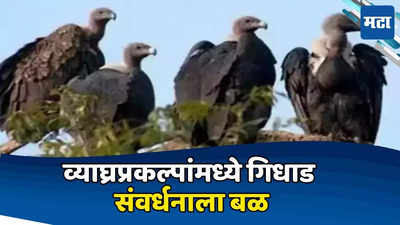 Vultures In Tiger Reserves: निसर्गाच्या सफाई कामगारांना बळ देण्यासाठी BNHSचे कौतुकास्पद पाऊल;  व्याघ्रप्रकल्पांमध्ये सोडणार गिधाडे