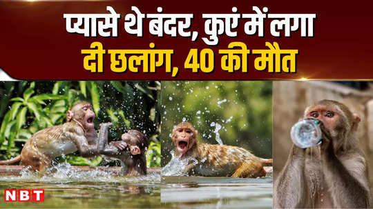 palamu news 40 monkeys died painfully due to drowning in the well they had taken a dip to quench their thirst in the scorching heat
