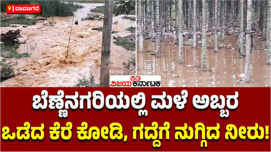 heavy rain in davanagere district nut plantation destroyed