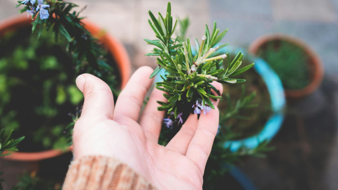 Rosemary plant 