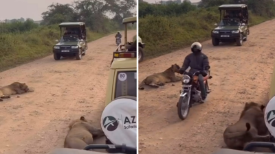 Next level Safari: जंगल में रास्ते के बीच बैठे थे दो शेर, बंदा वहां से बाइक ऐसे निकलकर ले गया जैसे वे पालतू डॉग्स हों