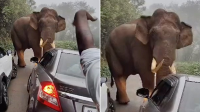 Elephant Attack Video: हाथी को रास्ते से हटा रहे थे कार सवार लड़के, गजराज ने 5 सेकंड में समझा दिया ‘जंगल का राजा कौन’