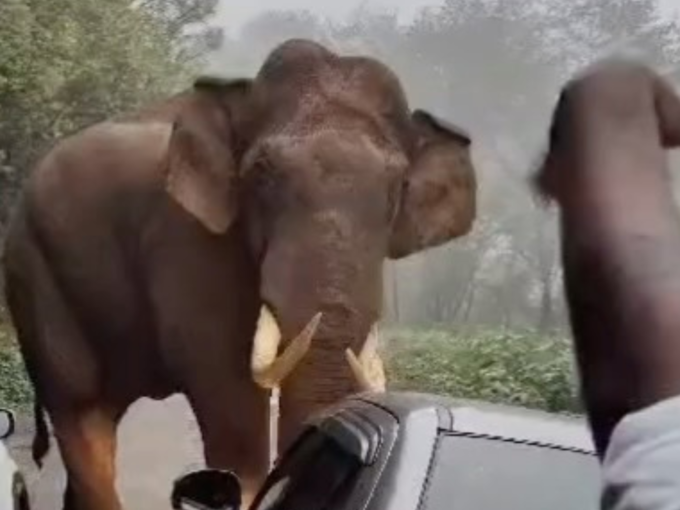 हाईवे पार करता हाथी