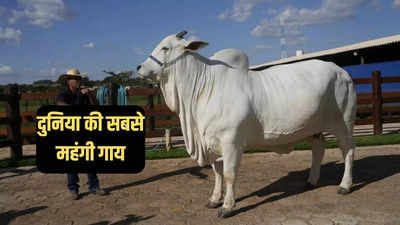 भारत आने वाला है दुनिया की सबसे महंगी गाय का अंडा, कीमत इतनी कि आ जाएंगी 68 फॉर्चूनर