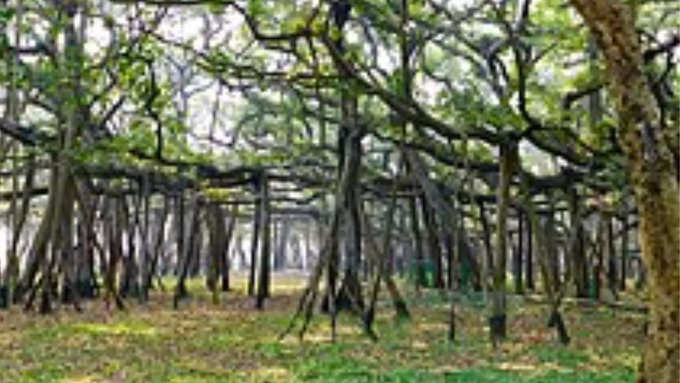 बुलंदशहर में स्थित देश का दूसरा सबसे बड़ा वट वृक्ष