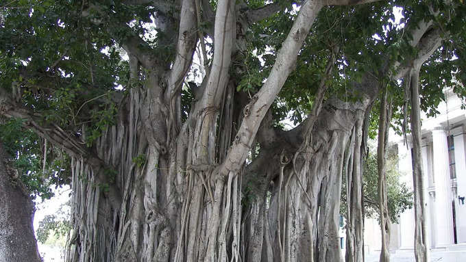 कैसे पहुंचे कोलकाता के वट वृक्ष