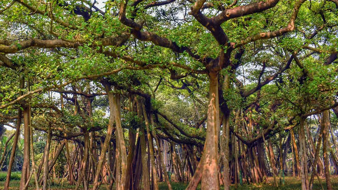 250 साल पूराना है कोलकाता का बरगद का पेड़